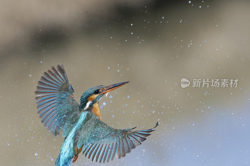 翠鸟捕鱼(Alcedo atthis)